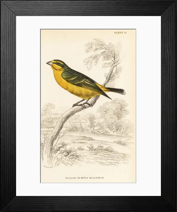 Framed Print : Yellow-fronted canary (Senegal), Crithagra mozambica Framed Print : Yellow-fronted canary (Senegal), Crithagra mozambica