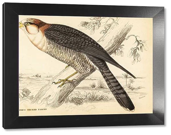 Red-necked falcon, Falco chicquera ruficollis