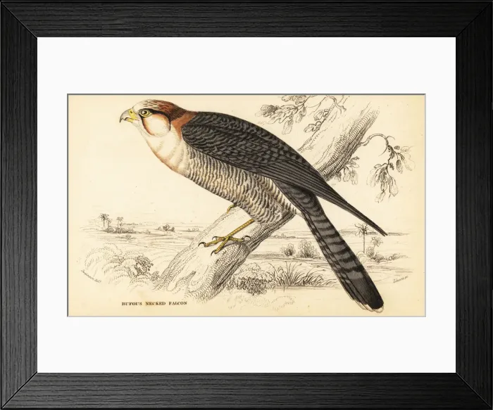 Framed Print : Red-necked falcon, Falco chicquera ruficollis Framed Print : Red-necked falcon, Falco chicquera ruficollis