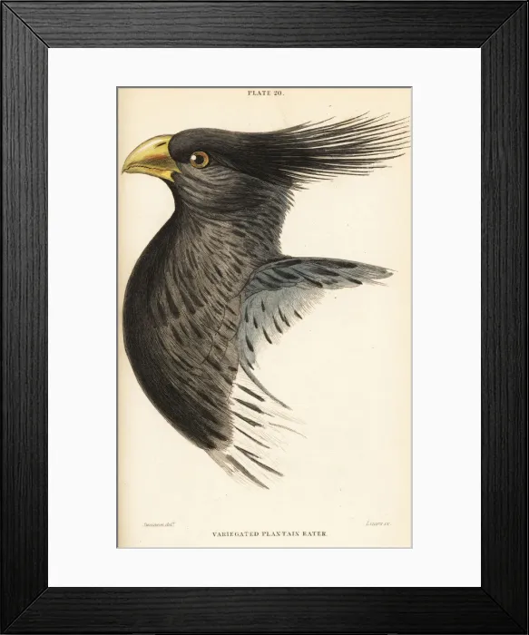 Framed Print : Head of the western plantain-eater, Crinifer piscator Framed Print : Head of the western plantain-eater, Crinifer piscator
