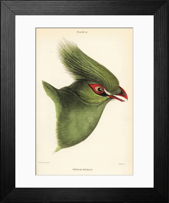 Framed Print : Head of the Guinea turaco, Tauraco persa buffoni Framed Print : Head of the Guinea turaco, Tauraco persa buffoni