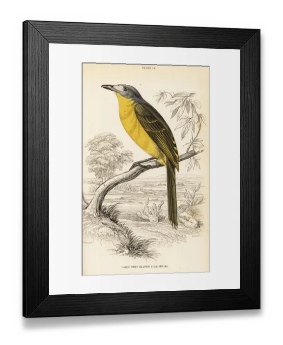 Framed Print : Olive bushshrike, Chlorophoneus olivaceus Framed Print : Olive bushshrike, Chlorophoneus olivaceus
