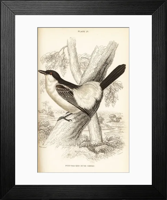 Framed Print : Black-backed puffback, Dryoscopus cubla Framed Print : Black-backed puffback, Dryoscopus cubla