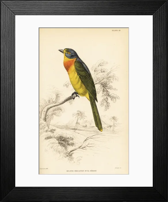 Framed Print : Orange-breasted bushshrike, Chlorophoneus sulfureopectus Framed Print : Orange-breasted bushshrike, Chlorophoneus sulfureopectus