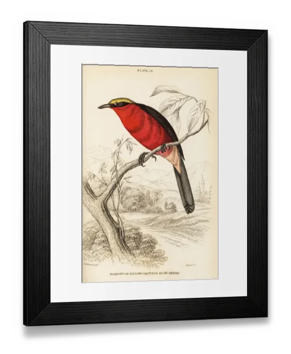 Framed Print : Yellow-crowned gonolek, Laniarius barbarus Framed Print : Yellow-crowned gonolek, Laniarius barbarus