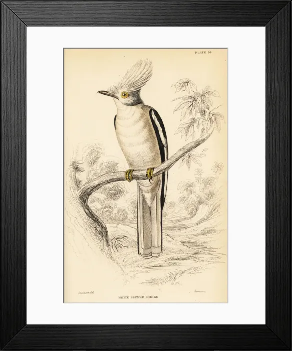 Framed Print : White-crested helmetshrike, Prionops plumatus Framed Print : White-crested helmetshrike, Prionops plumatus