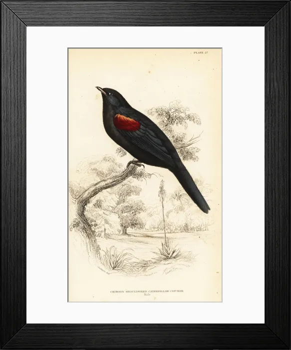 Framed Print : Red-shouldered cuckooshrike, Campephaga phoenicea Framed Print : Red-shouldered cuckooshrike, Campephaga phoenicea