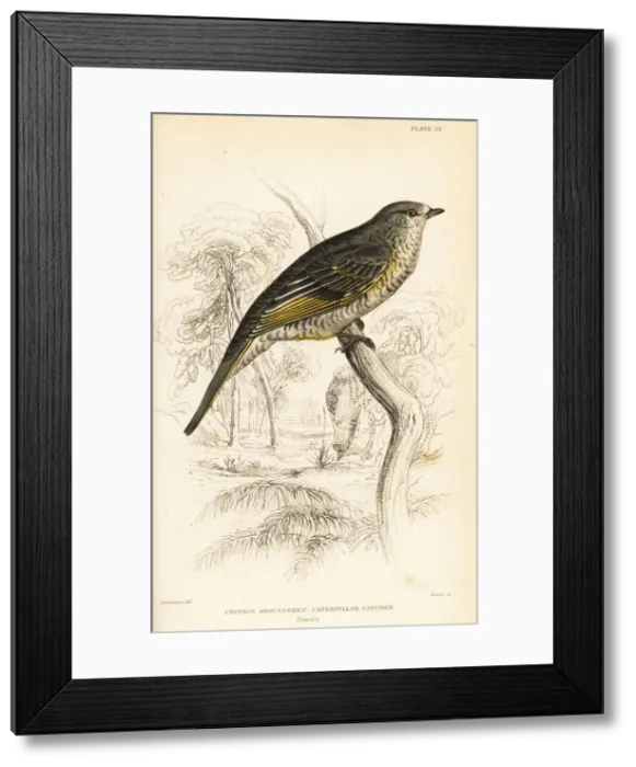Framed Print : Red-shouldered cuckooshrike, Campephaga phoenicea Framed Print : Red-shouldered cuckooshrike, Campephaga phoenicea