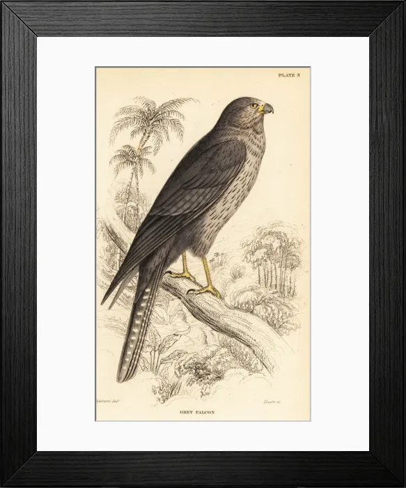 Framed Print : Sooty falcon, Falco concolor Framed Print : Sooty falcon, Falco concolor