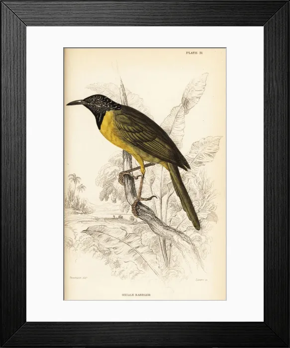 Framed Print : Oriole warbler, Hypergerus atriceps Framed Print : Oriole warbler, Hypergerus atriceps
