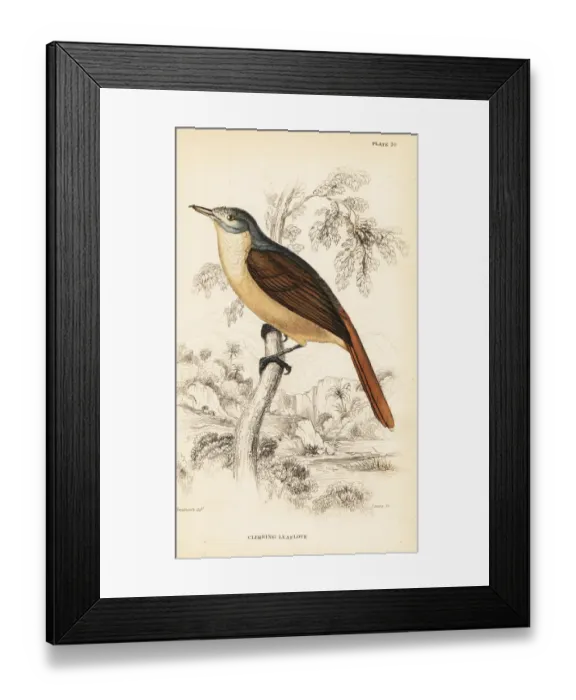Framed Print : Red-tailed leaflove, Phyllastrephus scandens Framed Print : Red-tailed leaflove, Phyllastrephus scandens