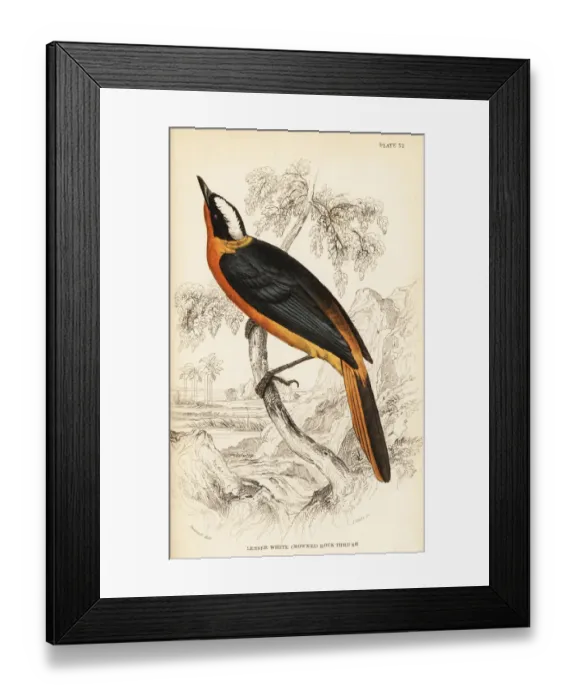 Framed Print : White-crowned robin-chat, Cossypha albicapilla Framed Print : White-crowned robin-chat, Cossypha albicapilla