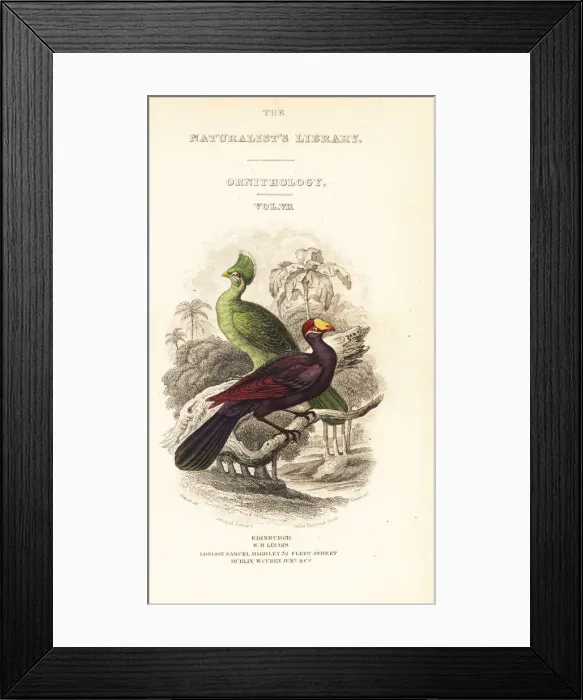 Framed Print : Titlepage with vignette of Guinea turaco and violet turaco Framed Print : Titlepage with vignette of Guinea turaco and violet turaco