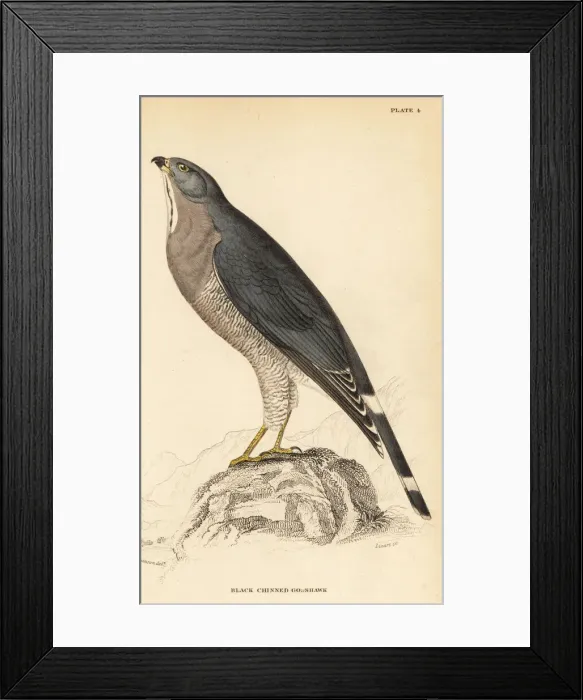 Framed Print : Lizard buzzard, Kaupifalco monogrammicus Framed Print : Lizard buzzard, Kaupifalco monogrammicus