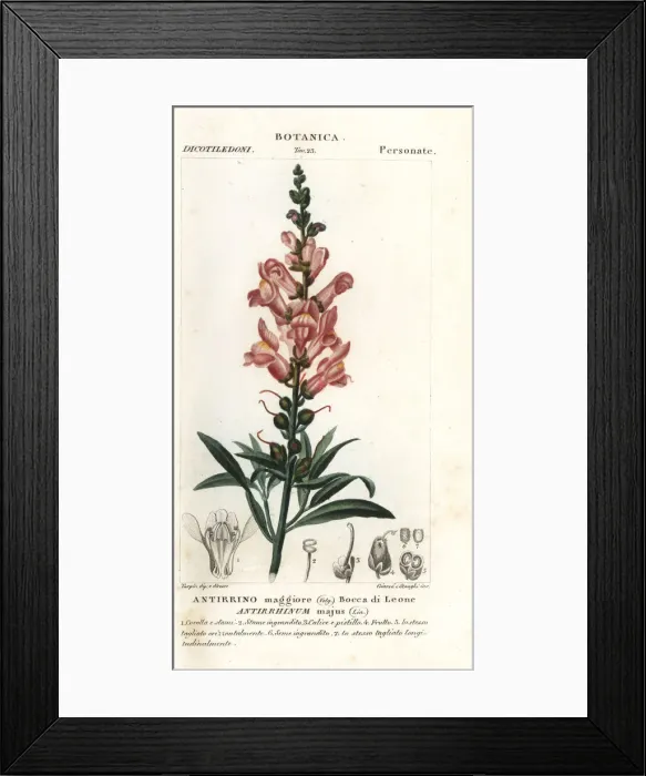 Framed Print : Snapdragon, Antirrhinum majus Framed Print : Snapdragon, Antirrhinum majus