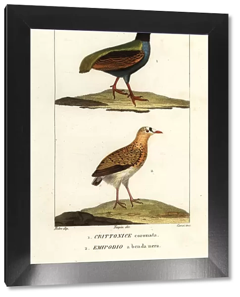 Crested partridge and buttonquail