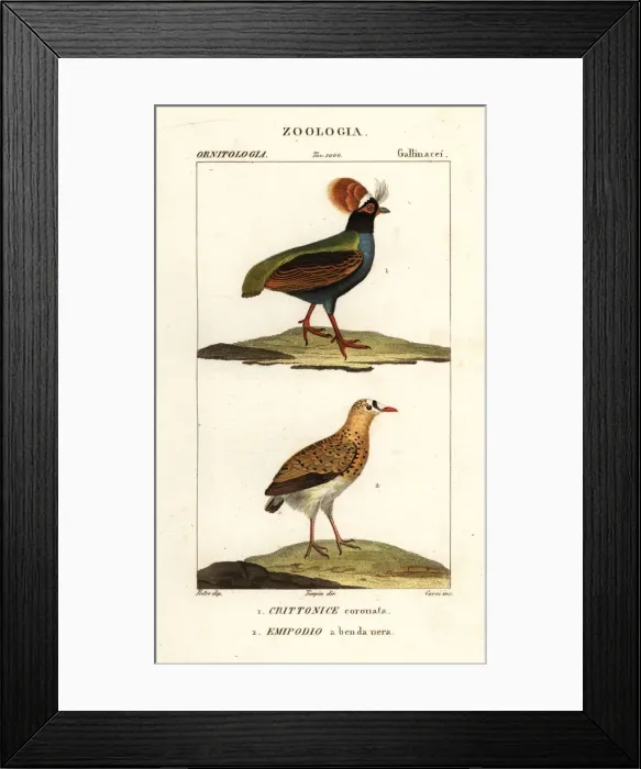 Framed Print : Crested partridge and buttonquail Framed Print : Crested partridge and buttonquail