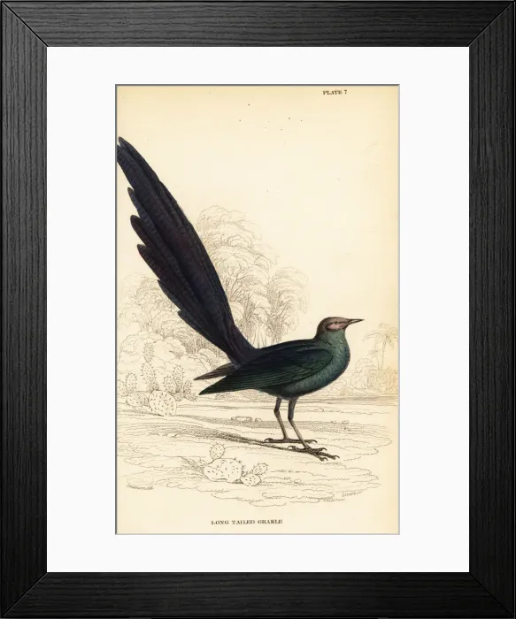 Framed Print : Long-tailed glossy starling, Lamprotornis caudatus Framed Print : Long-tailed glossy starling, Lamprotornis caudatus
