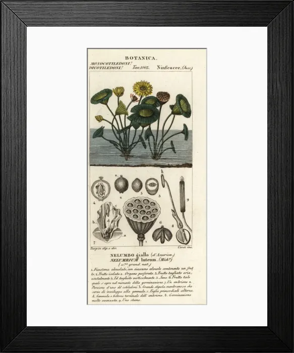 Framed Print : American lotus, Nelumbo lutea Framed Print : American lotus, Nelumbo lutea