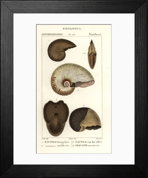 Framed Print : Extinct fossil shells Framed Print : Extinct fossil shells