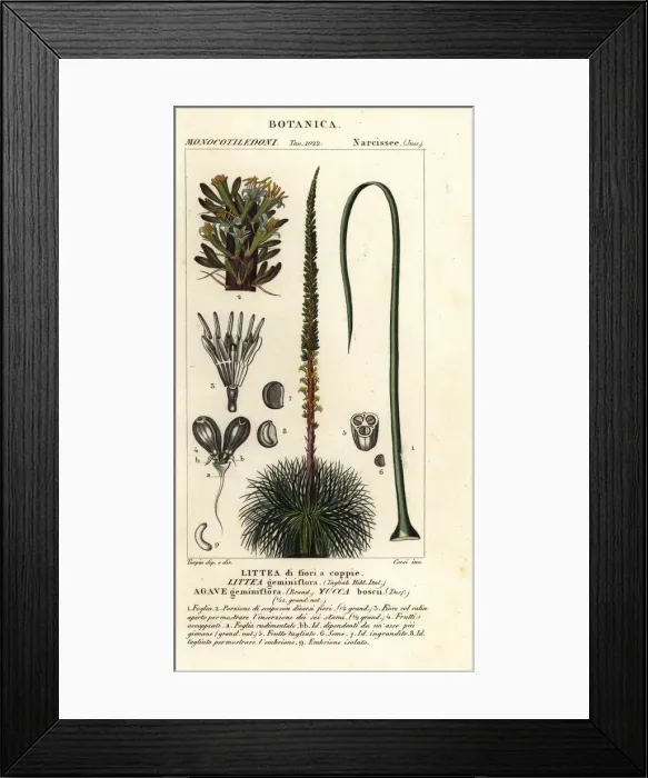 Framed Print : Two-flowered agave, Dracaena boscii Framed Print : Two-flowered agave, Dracaena boscii
