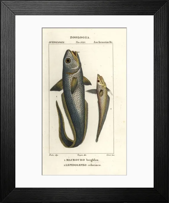 Framed Print : Roughhead grenadier and hollowsnout grenadier Framed Print : Roughhead grenadier and hollowsnout grenadier