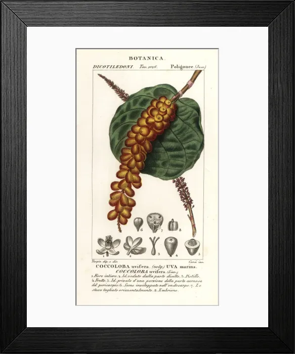 Framed Print : Seagrape or baygrape, Coccoloba uvifera Framed Print : Seagrape or baygrape, Coccoloba uvifera