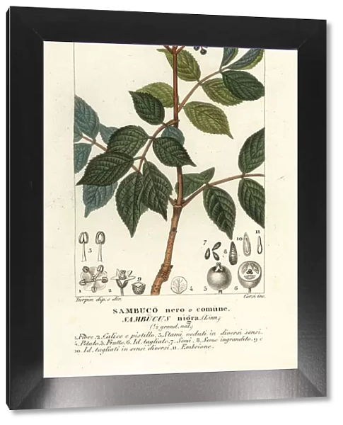 European black elderberry, Sambucus nigra