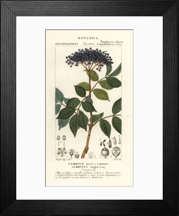 Framed Print : European black elderberry, Sambucus nigra Framed Print : European black elderberry, Sambucus nigra