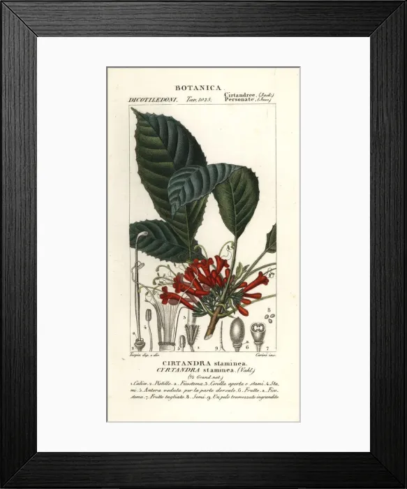 Framed Print : Cyrtandre plant, Cyrtandra staminea Framed Print : Cyrtandre plant, Cyrtandra staminea