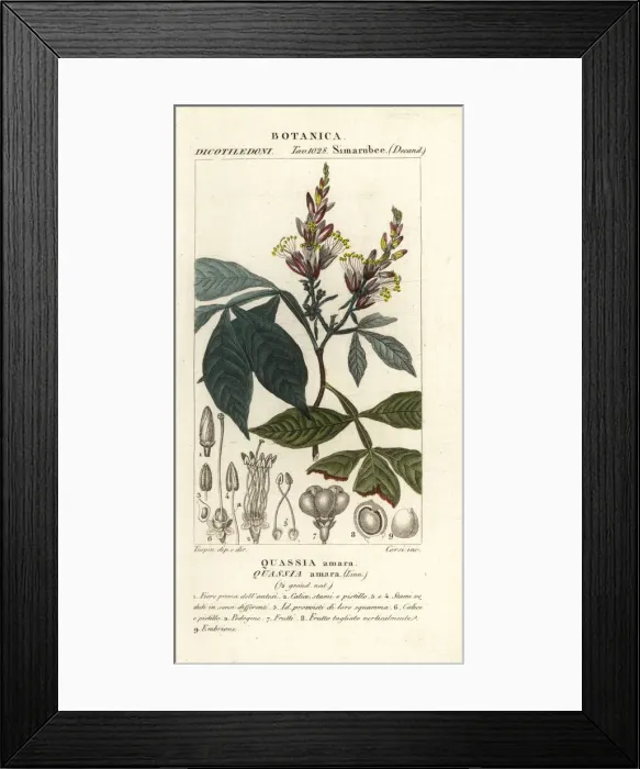 Framed Print : Amargo, Quassia amara Framed Print : Amargo, Quassia amara