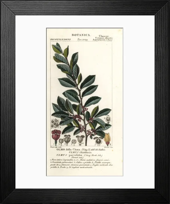 Framed Print : Chinese elm, Ulmus parvifolia Framed Print : Chinese elm, Ulmus parvifolia