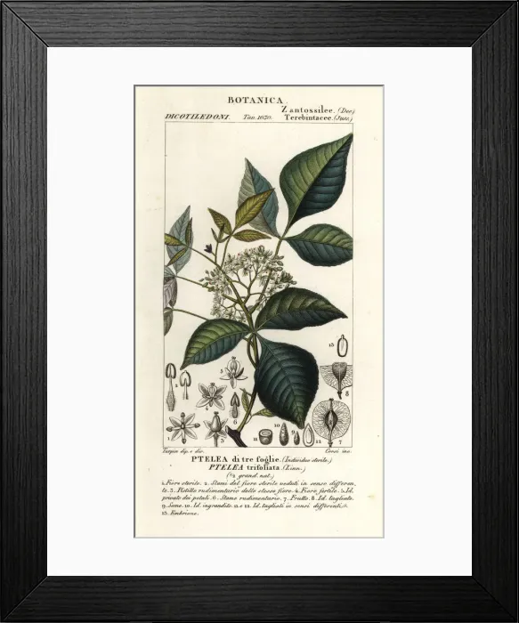 Framed Print : Common hoptree, Ptelea trifoliata Framed Print : Common hoptree, Ptelea trifoliata
