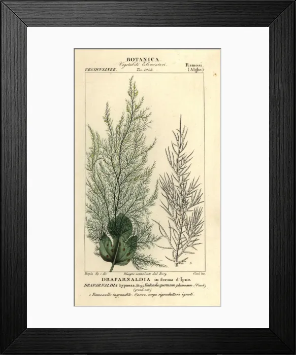Framed Print : Green algae, Draparnaldia hypnosis Framed Print : Green algae, Draparnaldia hypnosis