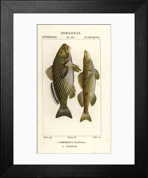 Framed Print : Shi drum and cingle