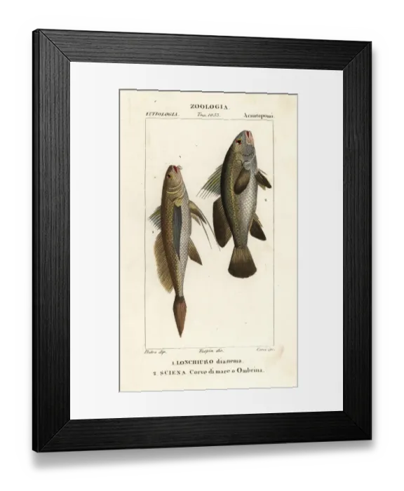 Framed Print : Longtail croaker and stone bass Framed Print : Longtail croaker and stone bass