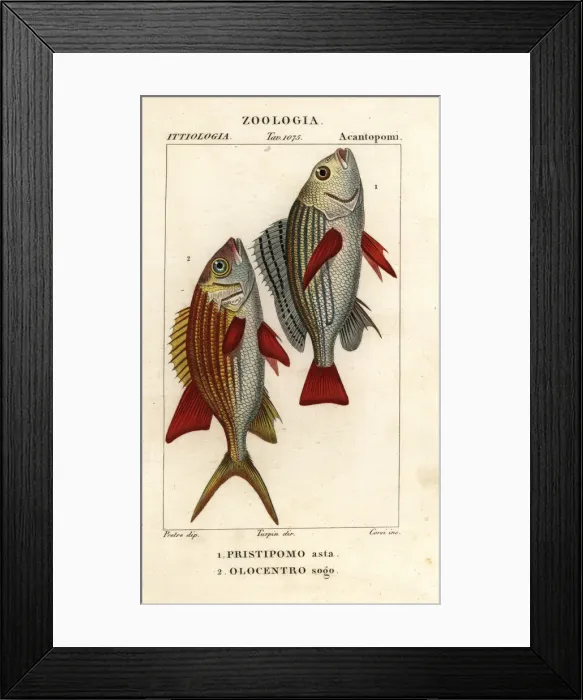 Framed Print : Banded grunt and squirrelfish Framed Print : Banded grunt and squirrelfish