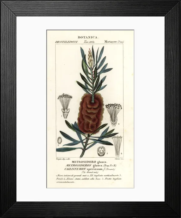 Framed Print : Albany bottlebrush, Callistemon speciosus Framed Print : Albany bottlebrush, Callistemon speciosus