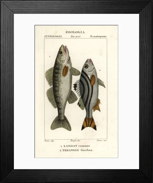 Framed Print : Zander and jarbua terapon