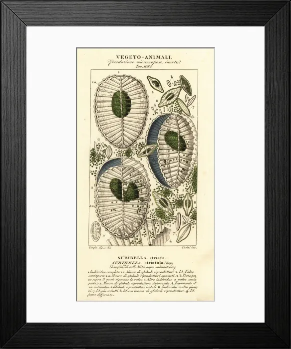 Framed Print : Plankton, Surirella striatula Framed Print : Plankton, Surirella striatula