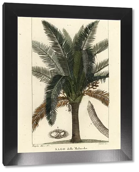 True sago palm, Metroxylon sagu