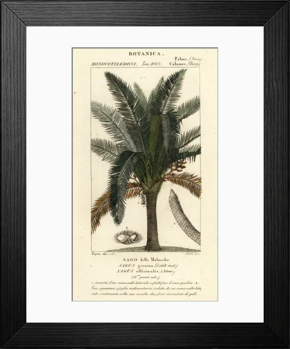 Framed Print : True sago palm, Metroxylon sagu Framed Print : True sago palm, Metroxylon sagu