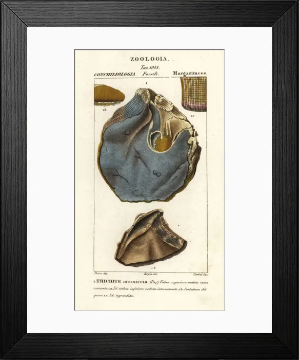Framed Print : Fossil of extinct oyster species, Trihites plati Framed Print : Fossil of extinct oyster species, Trihites plati