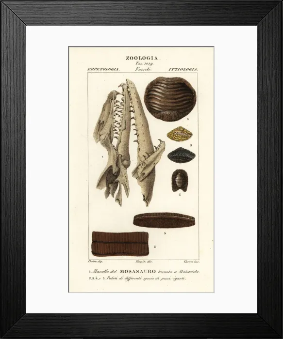Framed Print : Fossil Mososaurus skull and fish palates Framed Print : Fossil Mososaurus skull and fish palates