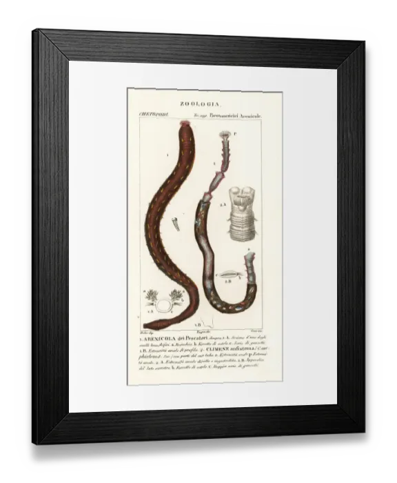 Framed Print : Arenicola marina and Clymene amphistoma Framed Print : Arenicola marina and Clymene amphistoma