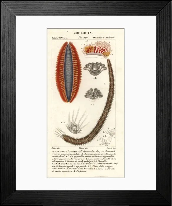 Framed Print : Bristle worms or sea mice Framed Print : Bristle worms or sea mice