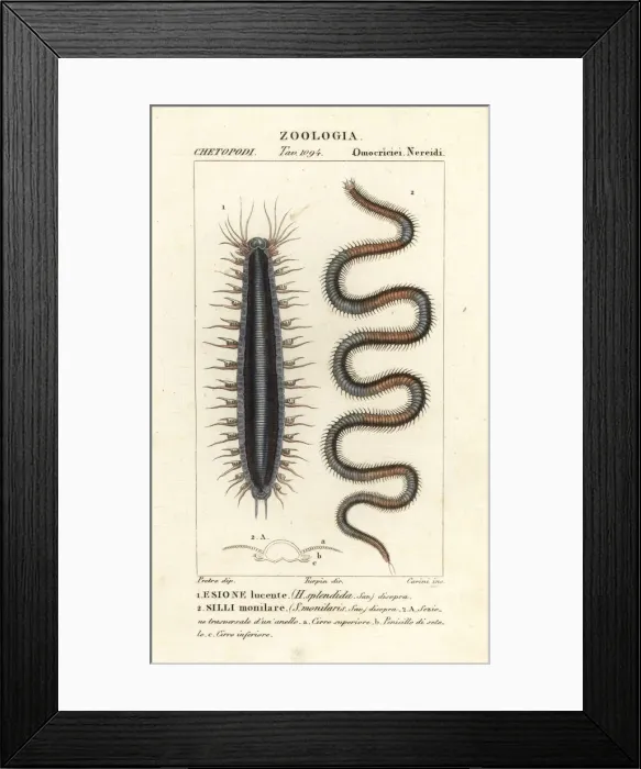 Framed Print : Bristle worms or polychaetes Framed Print : Bristle worms or polychaetes