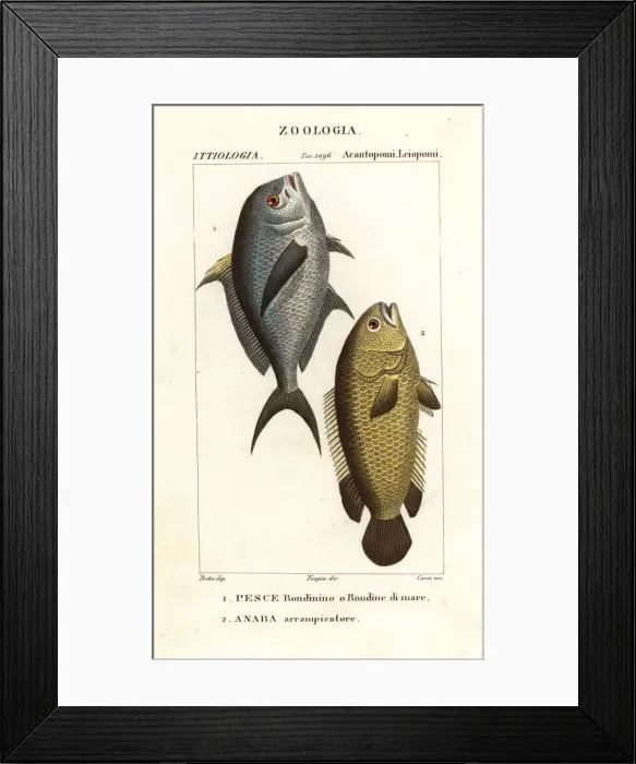 Framed Print : Damselfish and climbing perch Framed Print : Damselfish and climbing perch