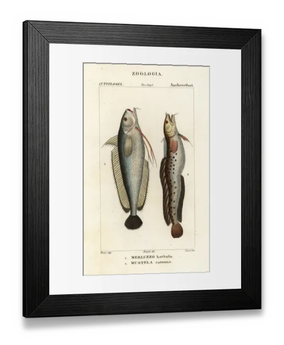 Framed Print : Forkbeard and fivebeard rockling Framed Print : Forkbeard and fivebeard rockling