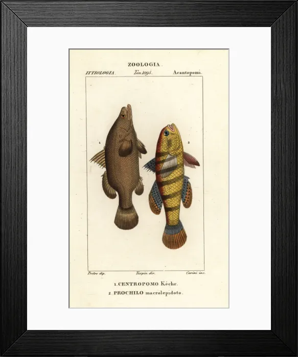 Framed Print : Nile perch and sleeper fish Framed Print : Nile perch and sleeper fish